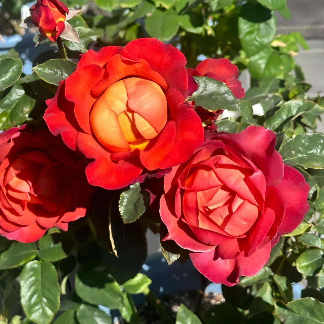 Coffee Break Rose Plant|休憩/咖啡时间 image 3