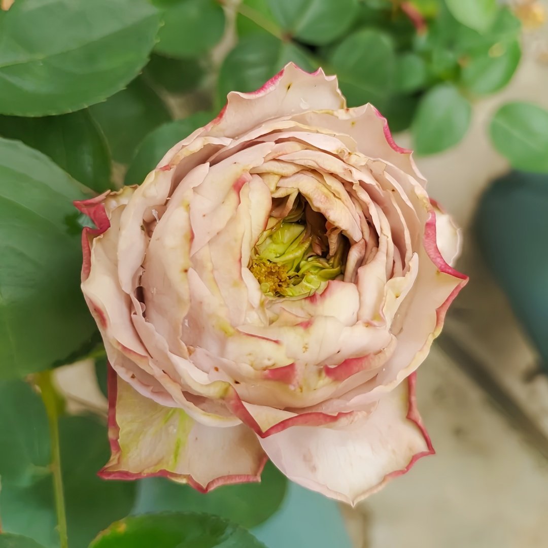 Shelvers Rose Plant | 贝壳花瓶 image 4