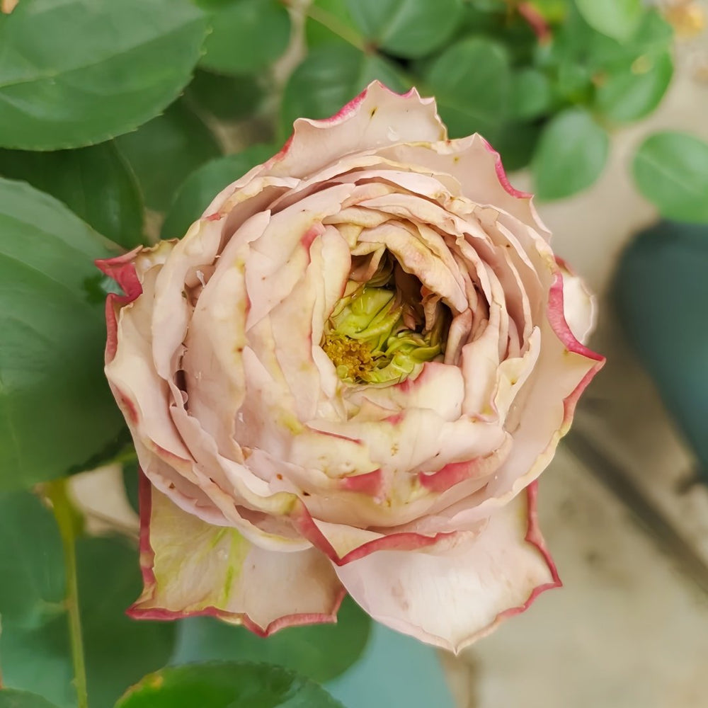 Shelvers Rose Plant | 贝壳花瓶 image 4