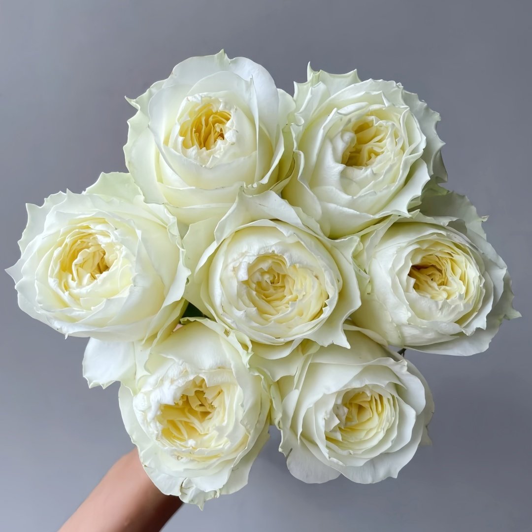 Coldplay Rose Plant|酷玩 image 2