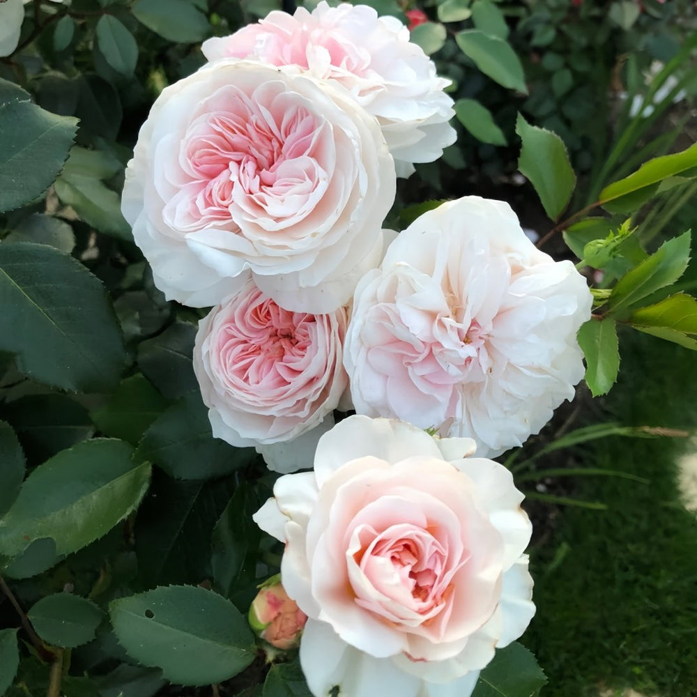Sabrina Rose Plant｜莎伯莲娜 image 4