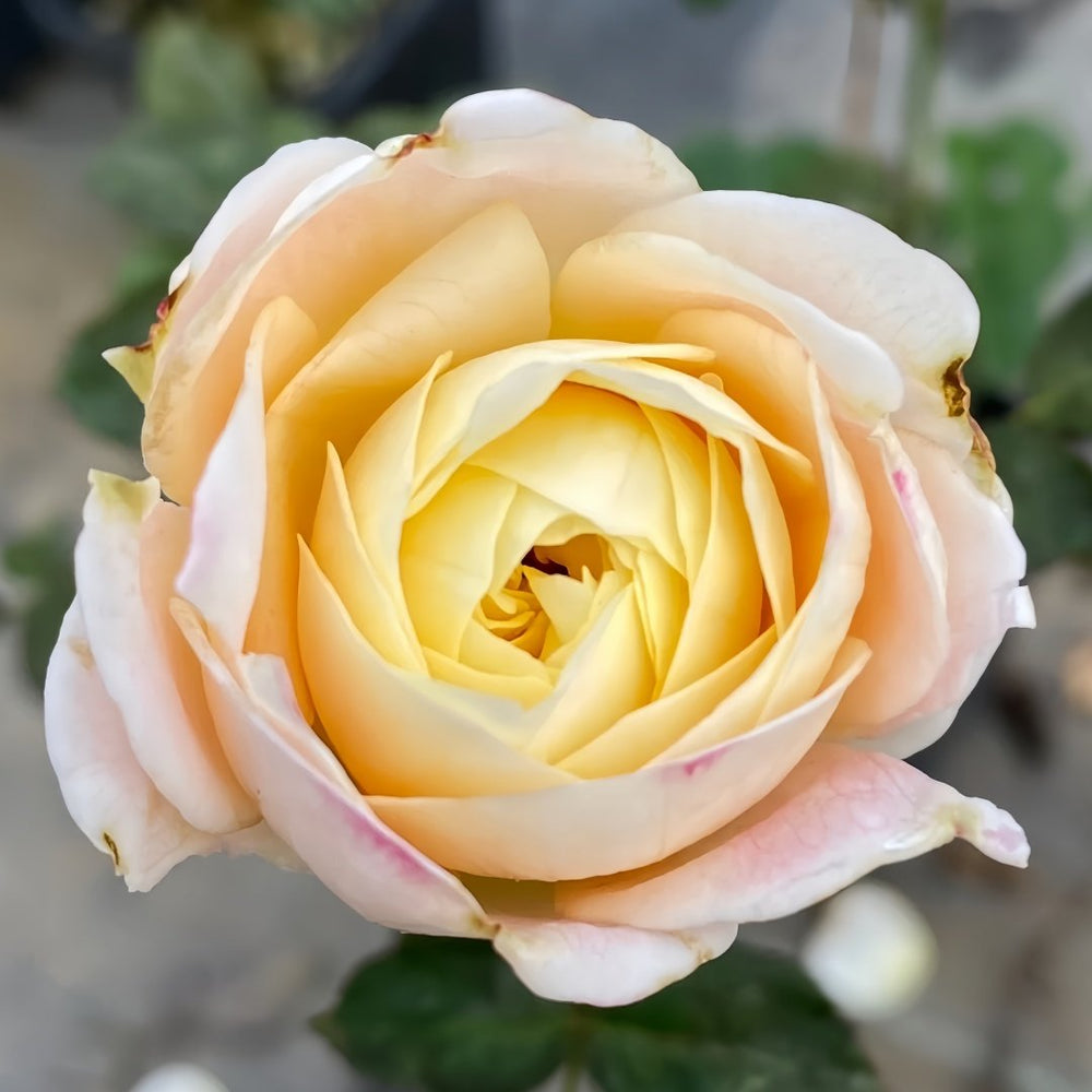 Priscilla Rose Plant|普利希拉 image 4
