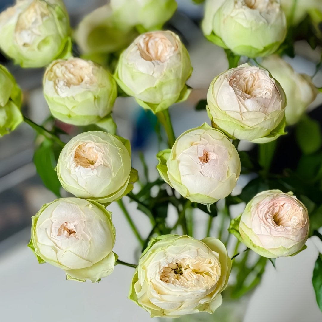 Pinky Pie Rose Plant｜粉红派 image 2