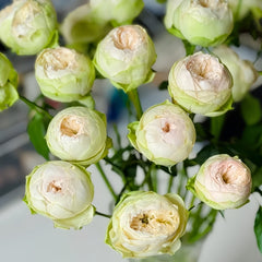 Pinky Pie Rose Plant｜粉红派 image 2