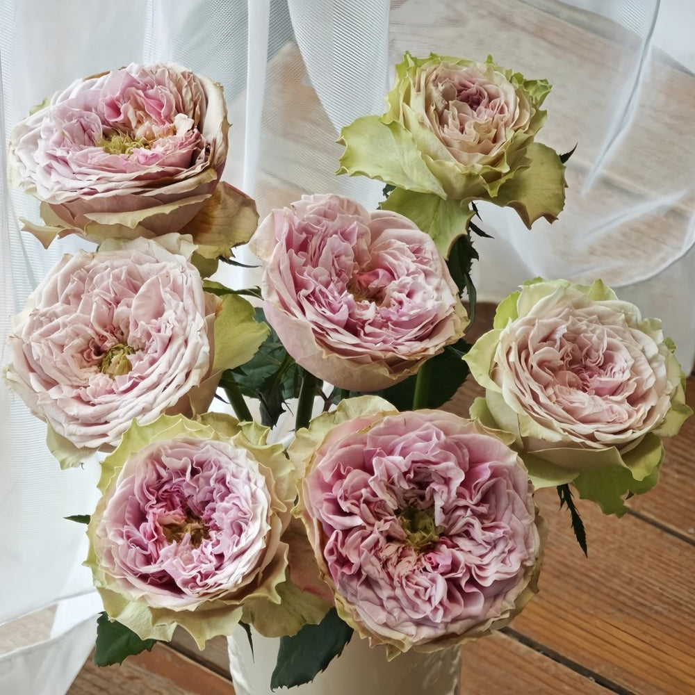 Sweet Eye Rose Plant|甜蜜眼 image 4