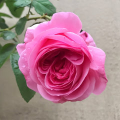 Emily Rose Plant｜艾米丽 image 2