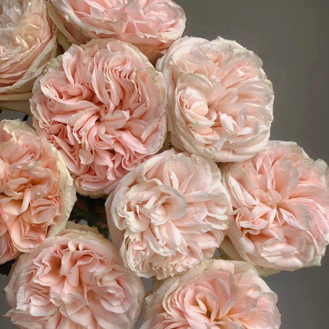 Gentle Trendsetter Rose Plant | 温柔宝藏 image 2