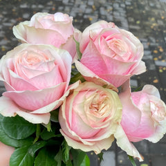 Lyon Llumieres Rose Plant|优雅 image 1