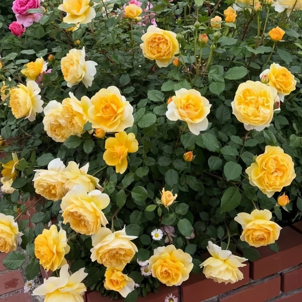 The Poet's Wife Rose Plant | 诗人的妻子 image 8