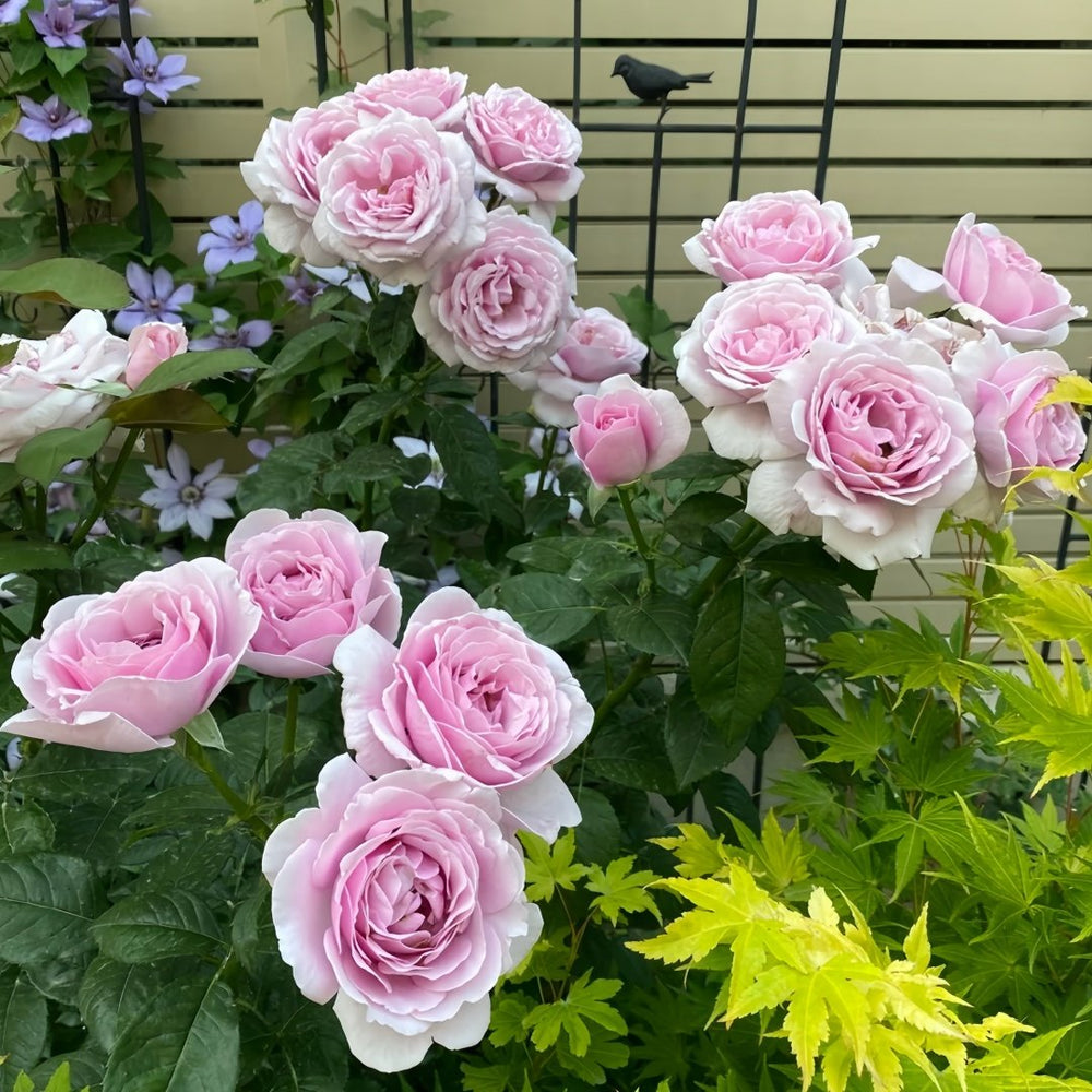 Pacific Blue Rose Plant|太平洋之蓝 image 7