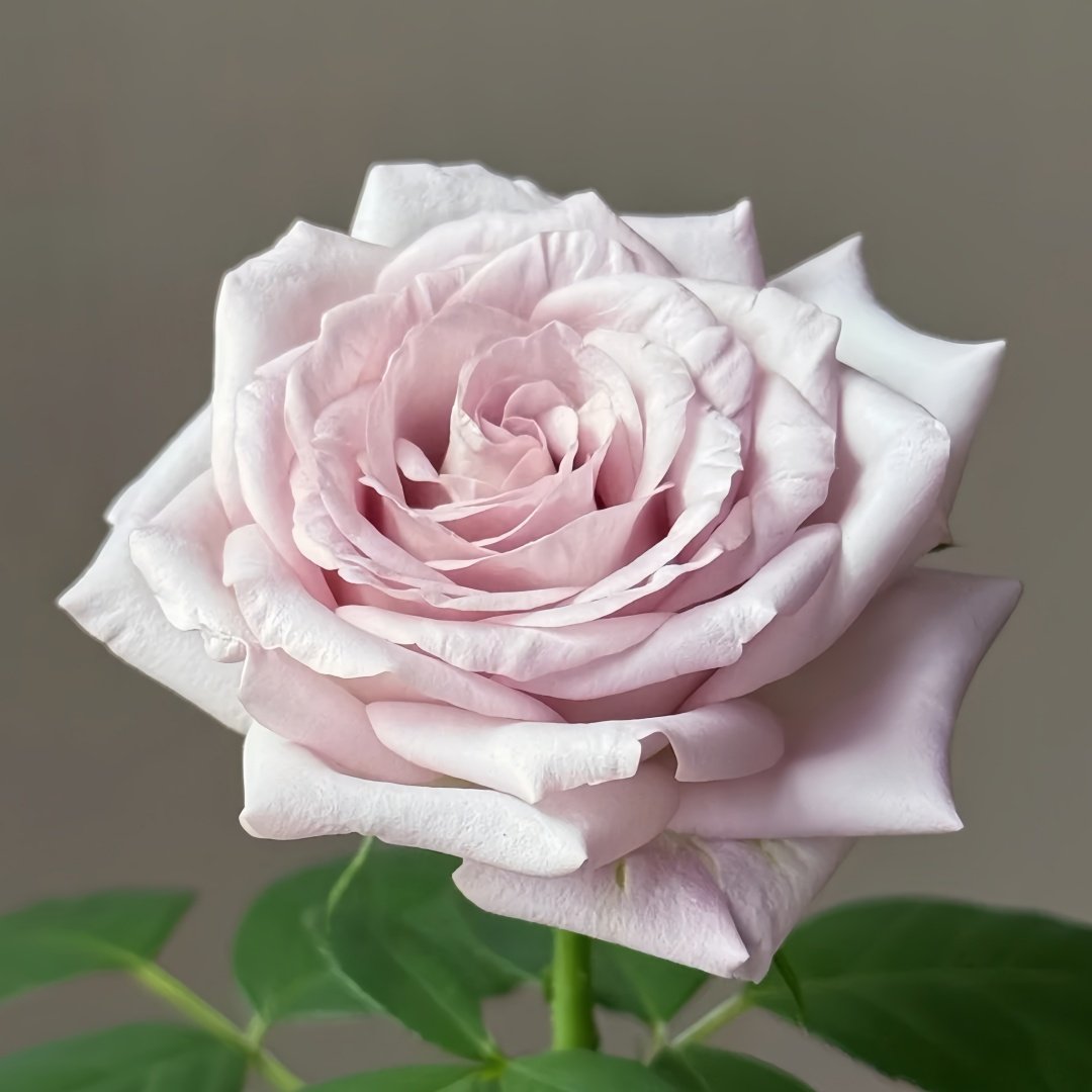 Bounty Way Rose Plant｜赏金之路 image 4