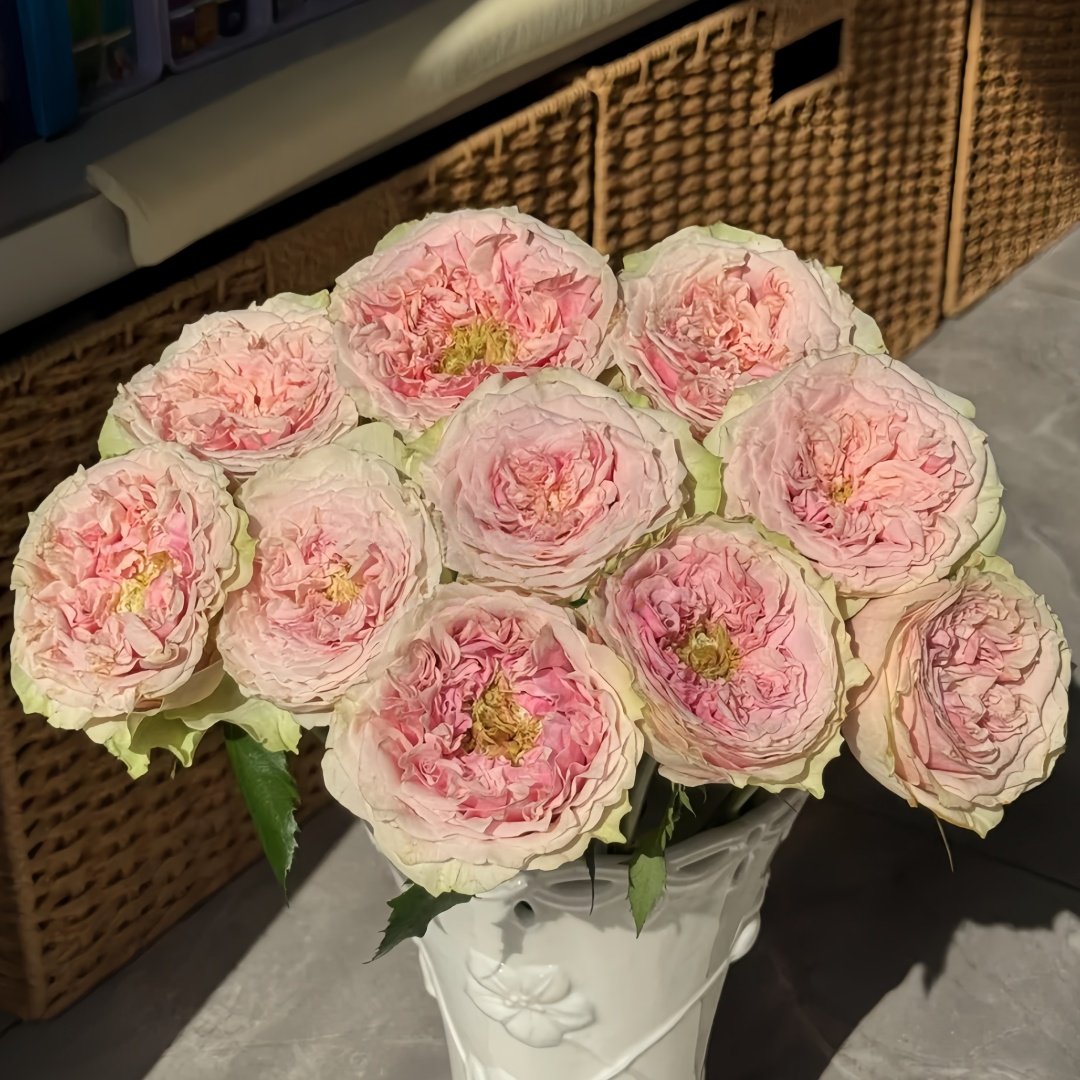 Sweet Eye Rose Plant|甜蜜眼 image 3