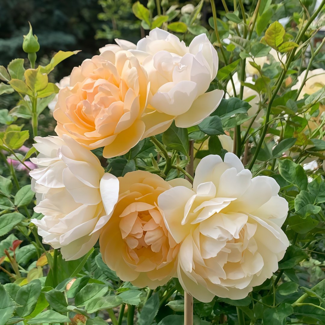 Wollerton Old Hall Rose Plant|沃勒顿老庄园 image 6