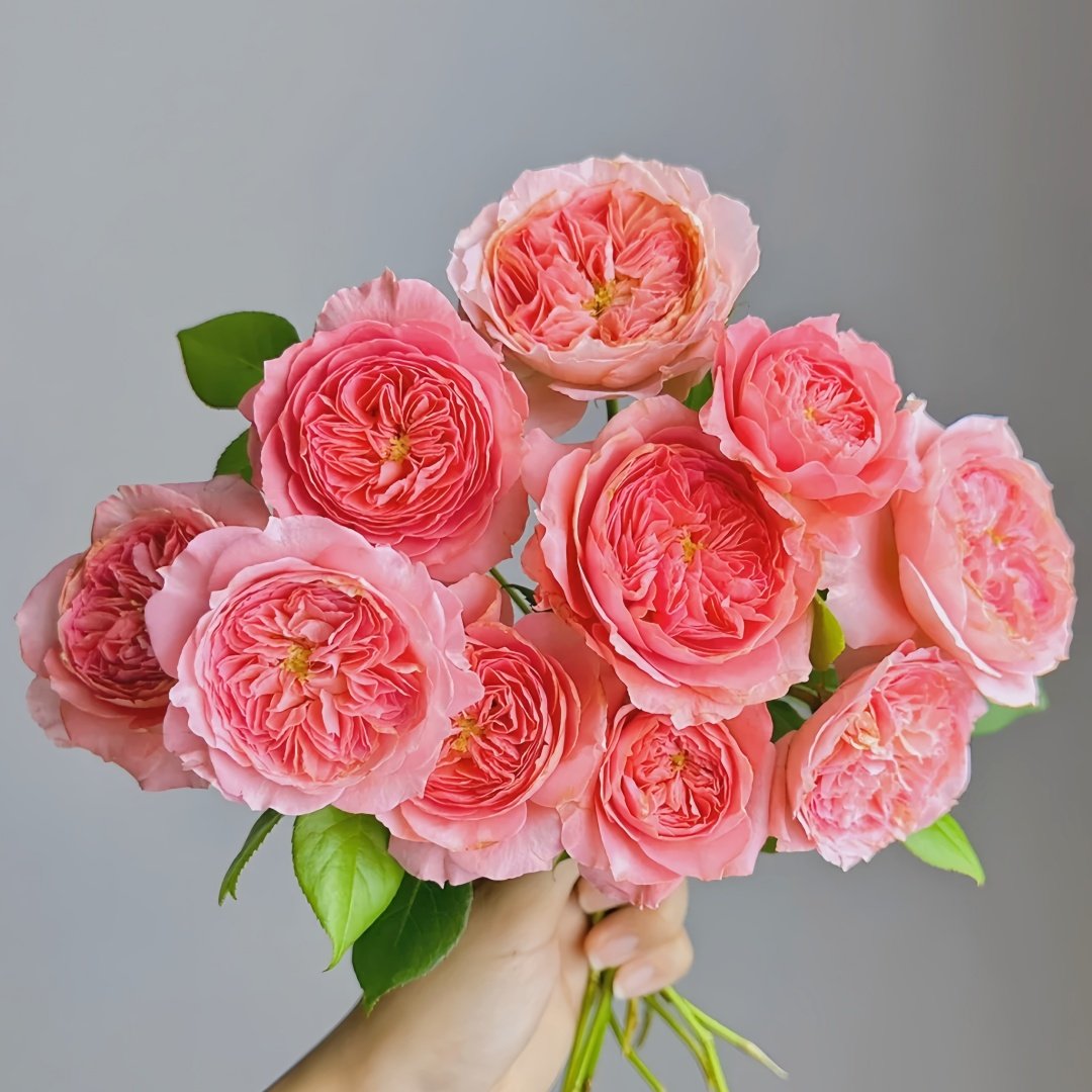 Summer Fireworks Rose Plant|夏日花火 image 0