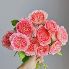 Summer Fireworks Rose Plant|夏日花火 image 0
