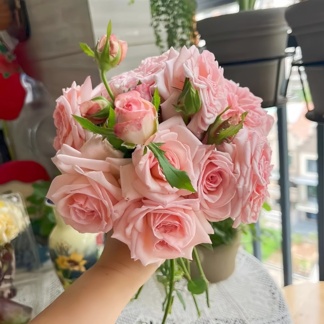 Pink ohara Rose Plant|粉哈娜 image 6