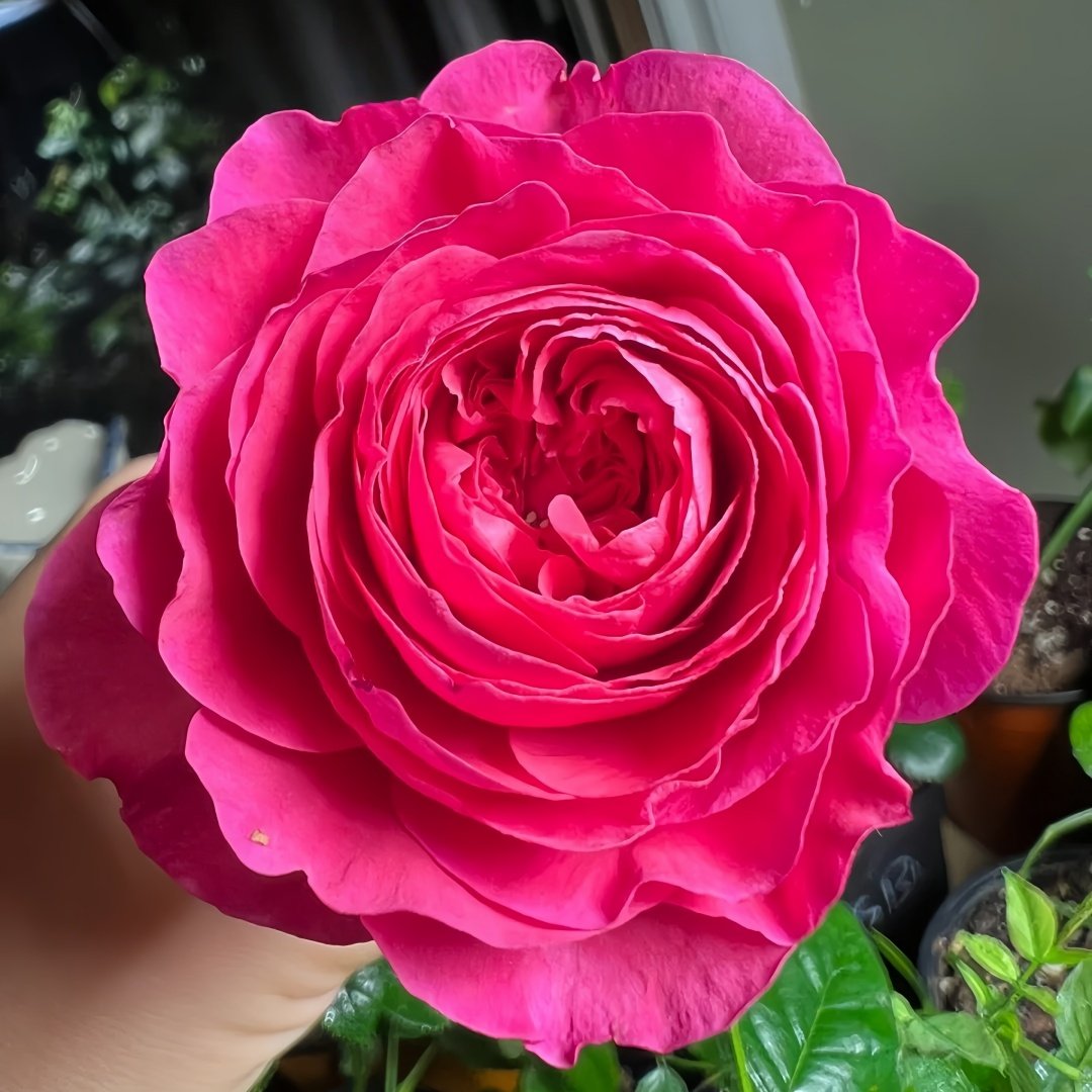 Capability Rose Plant | 才能 image 0
