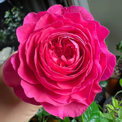 Capability Rose Plant | 才能 image 0