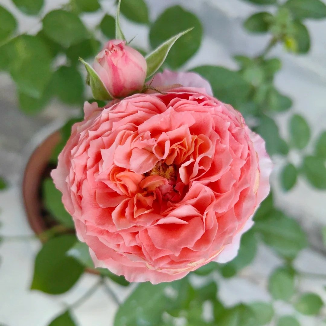 Princess Sakura Rose Plant|樱花公主 image 2