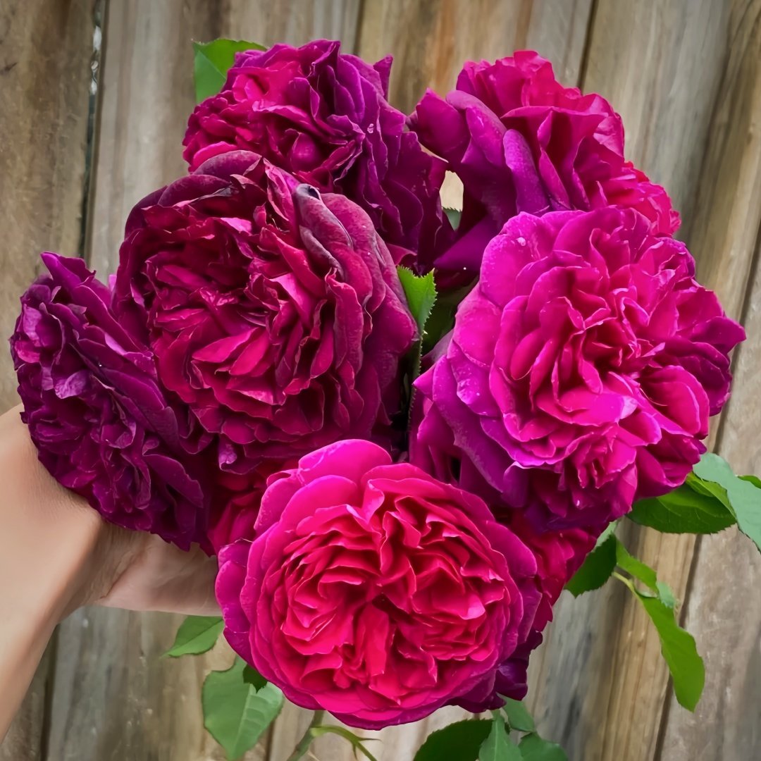 Munstead Wood Rose Plant｜曼斯特德伍德 image 0
