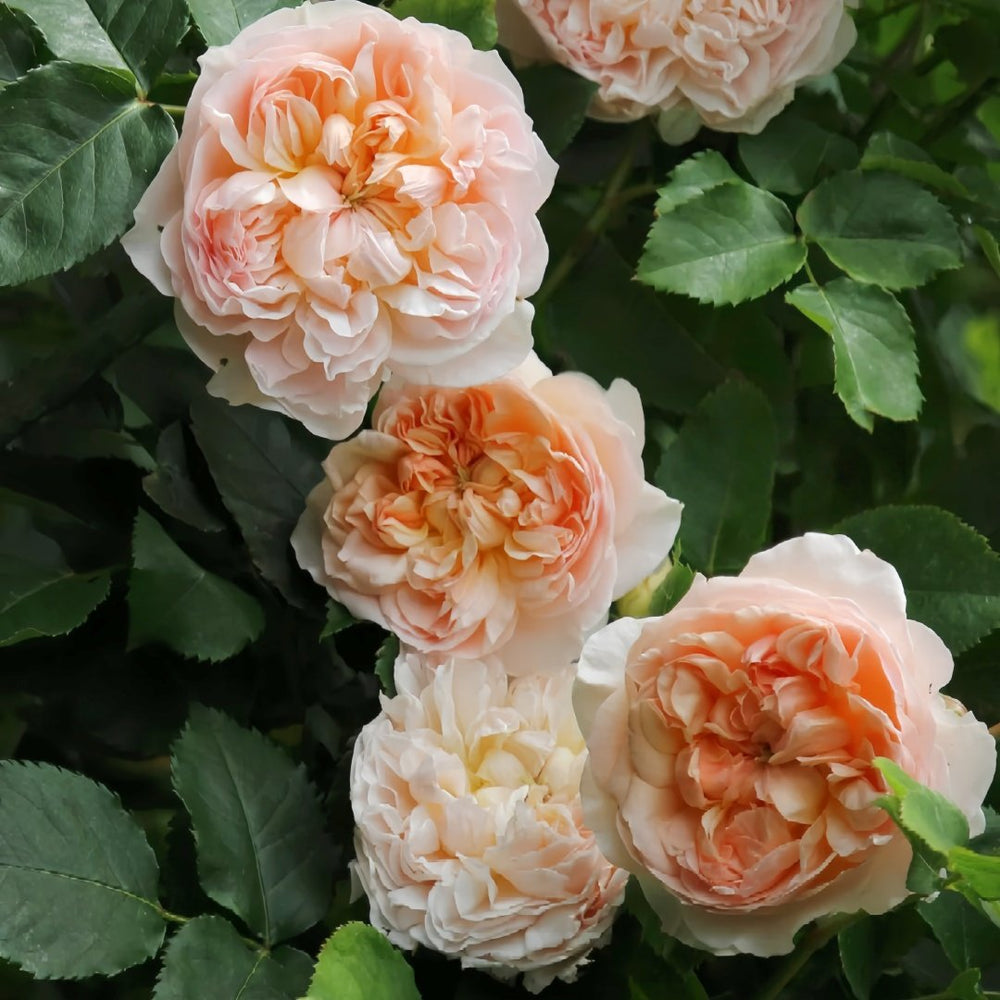Evelyn Rose Plant｜伊芙琳 image 6