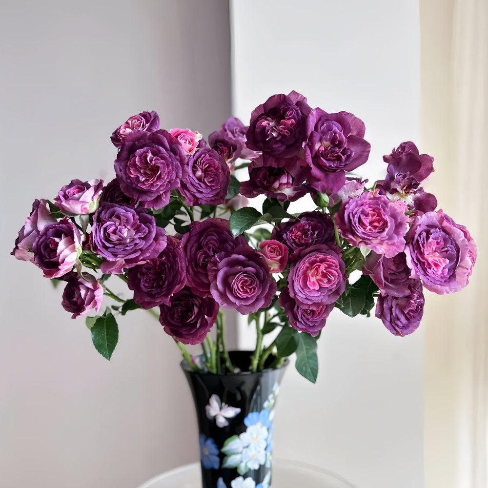 Rinaldo Rose Plant|圣十字军 image 8