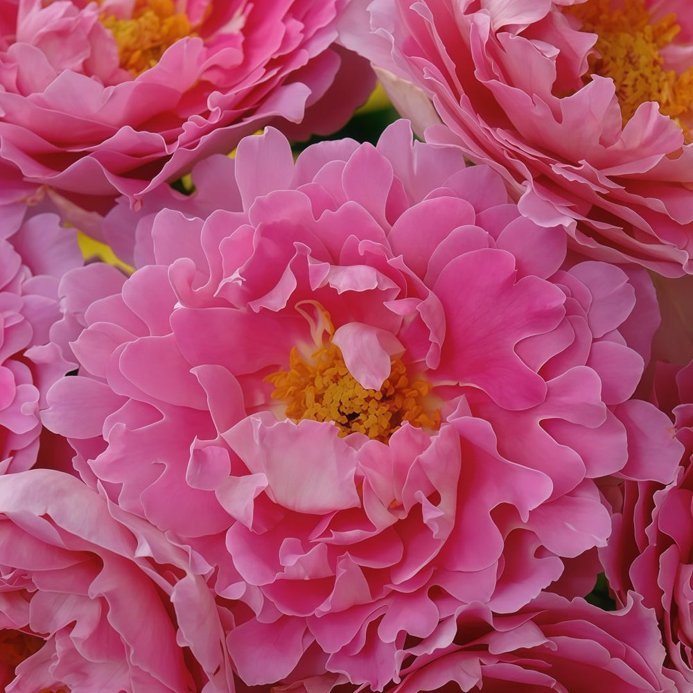 Fancy Ruffle Rose Plant｜花式褶皺玫瑰 image 5