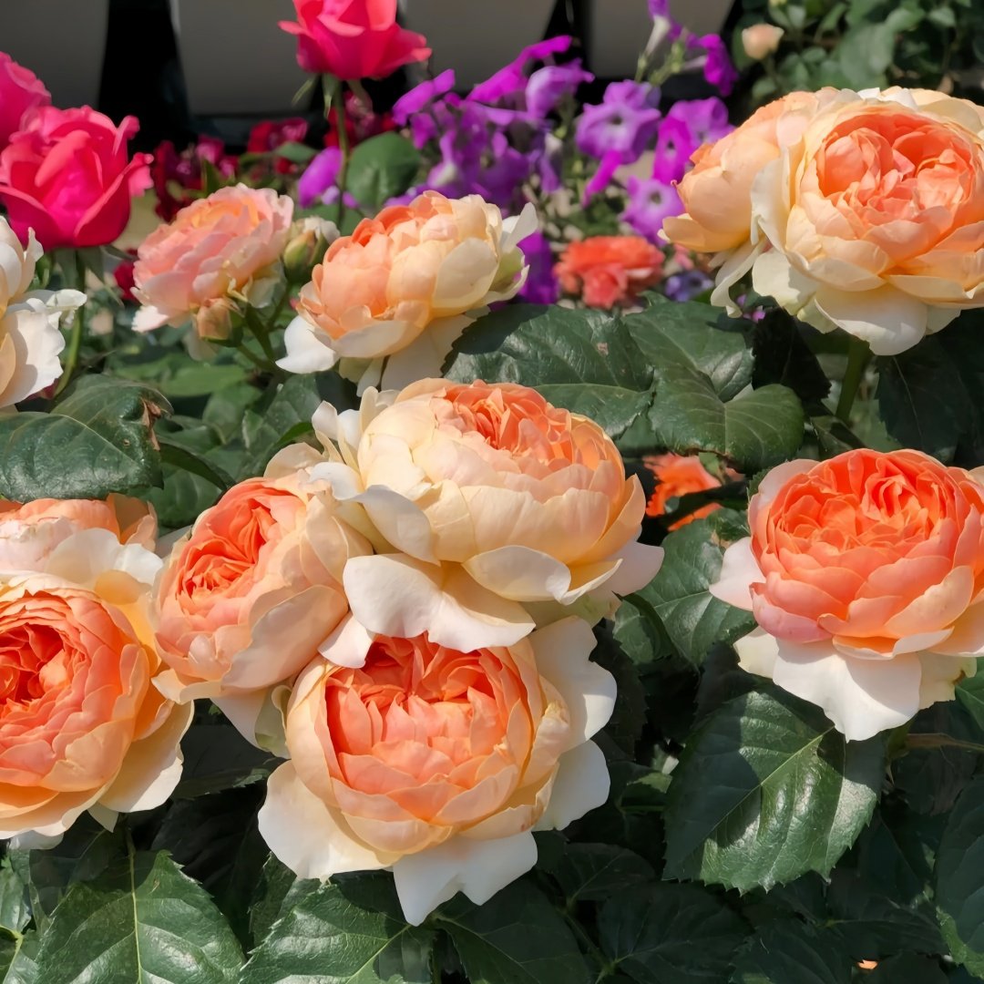 Abricot Terrazza Rose Plant｜杏色露台 image 6