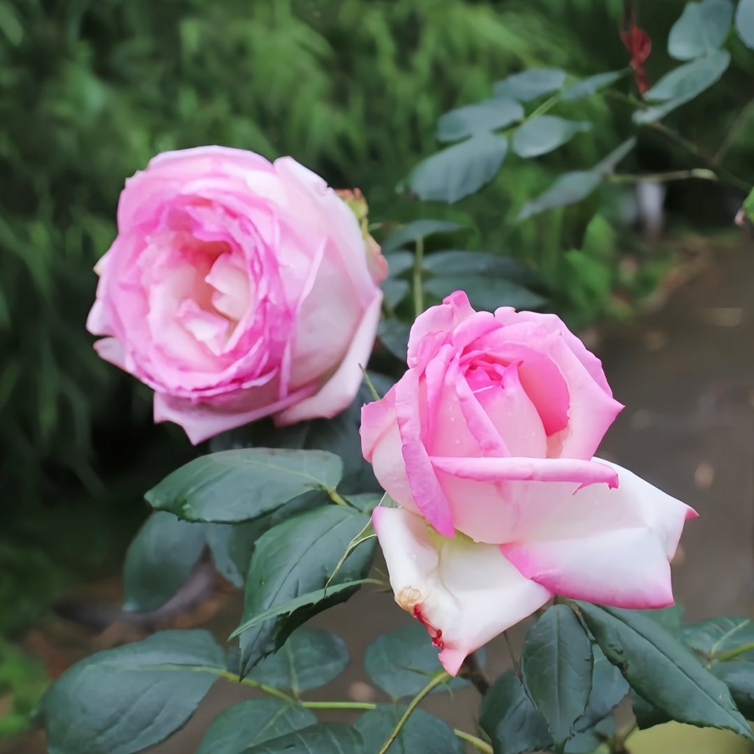 Optimiste Rose Plant｜乐天派 image 8
