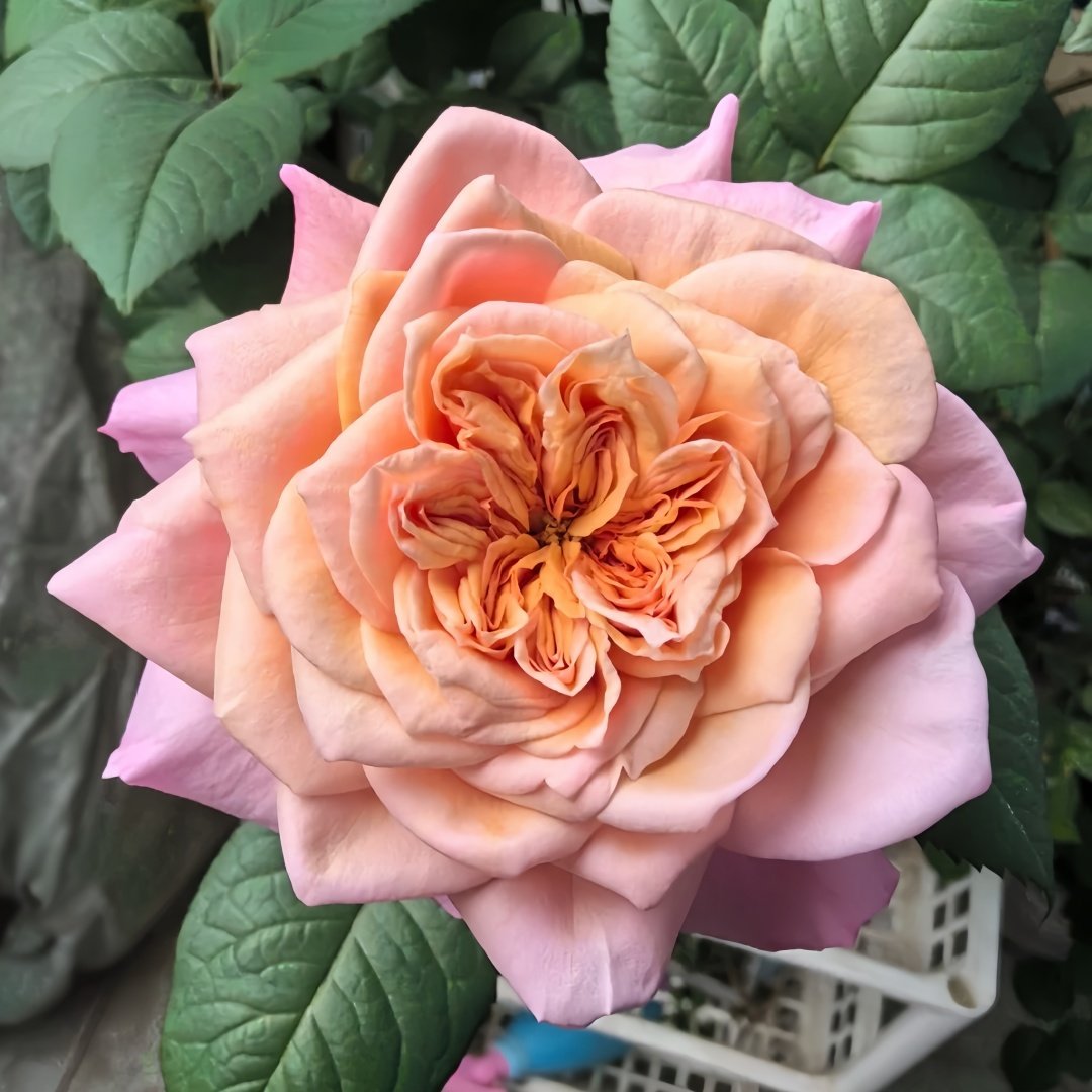 Miyabi Rose Plant｜雅致玫瑰 image 1