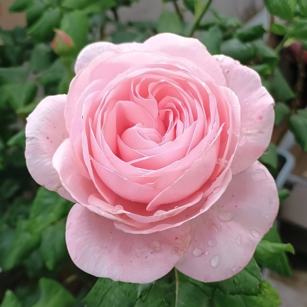 Geoff Hamilton Rose Plant｜杰夫汉密尔顿 image 2