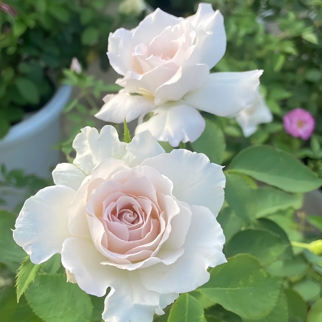 Saphiret Rose Plant | 莎菲天使 image 4
