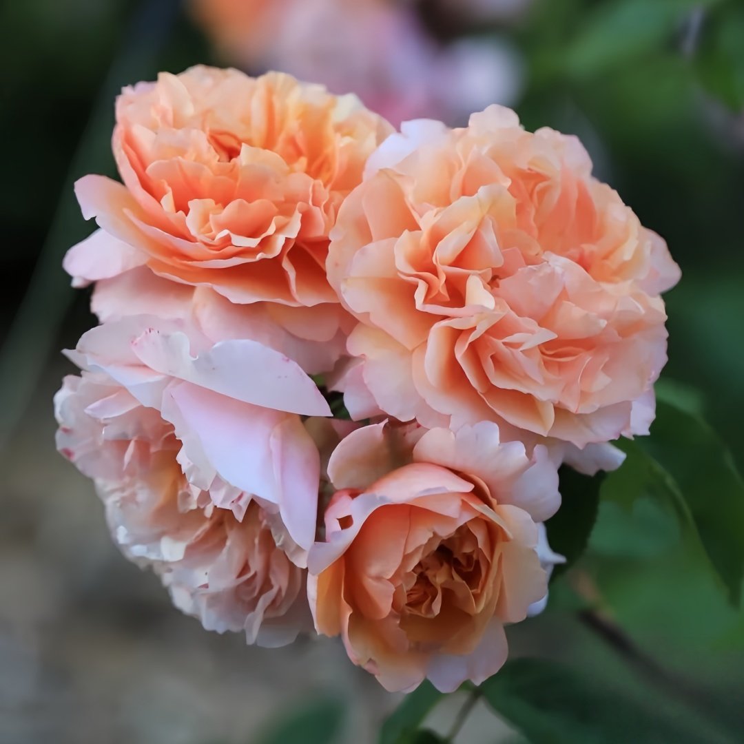 Versigny Rose Plant|维尔西尼 image 5