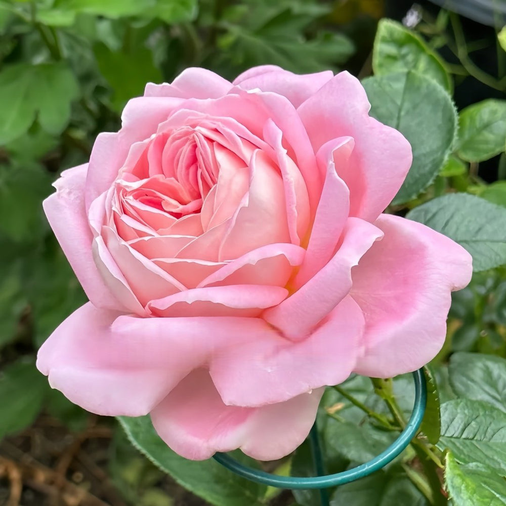 Amazing Grace Rose Plant ｜天赐恩宠 image 4
