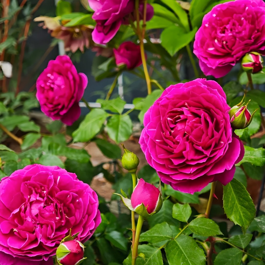 Le Temps Des Cerises Rose Plant|樱桃时节 image 9