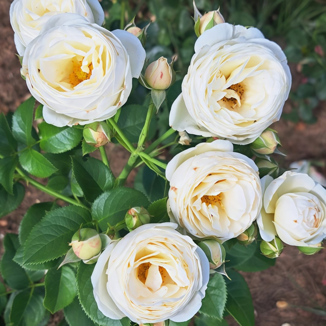 Artemis Rose Plant|月亮女神 image 6