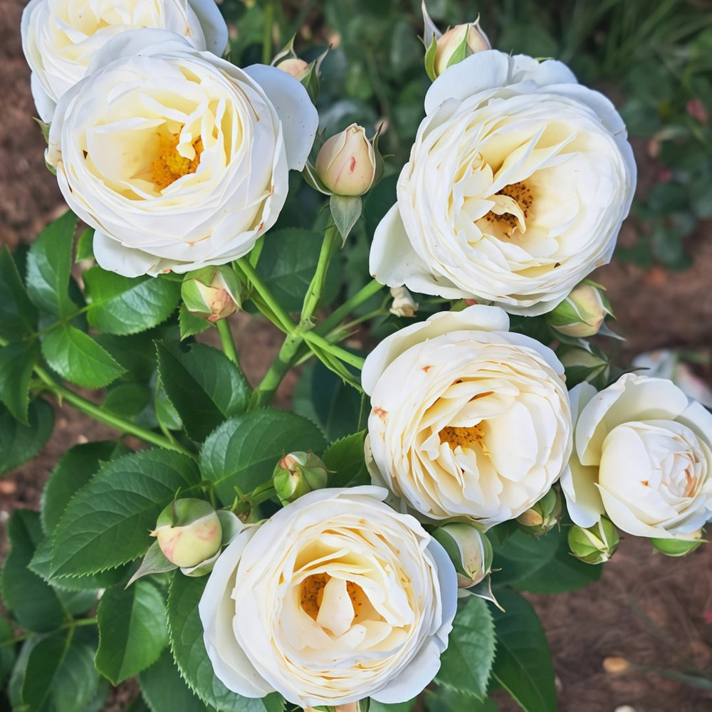 Artemis Rose Plant|月亮女神 image 6