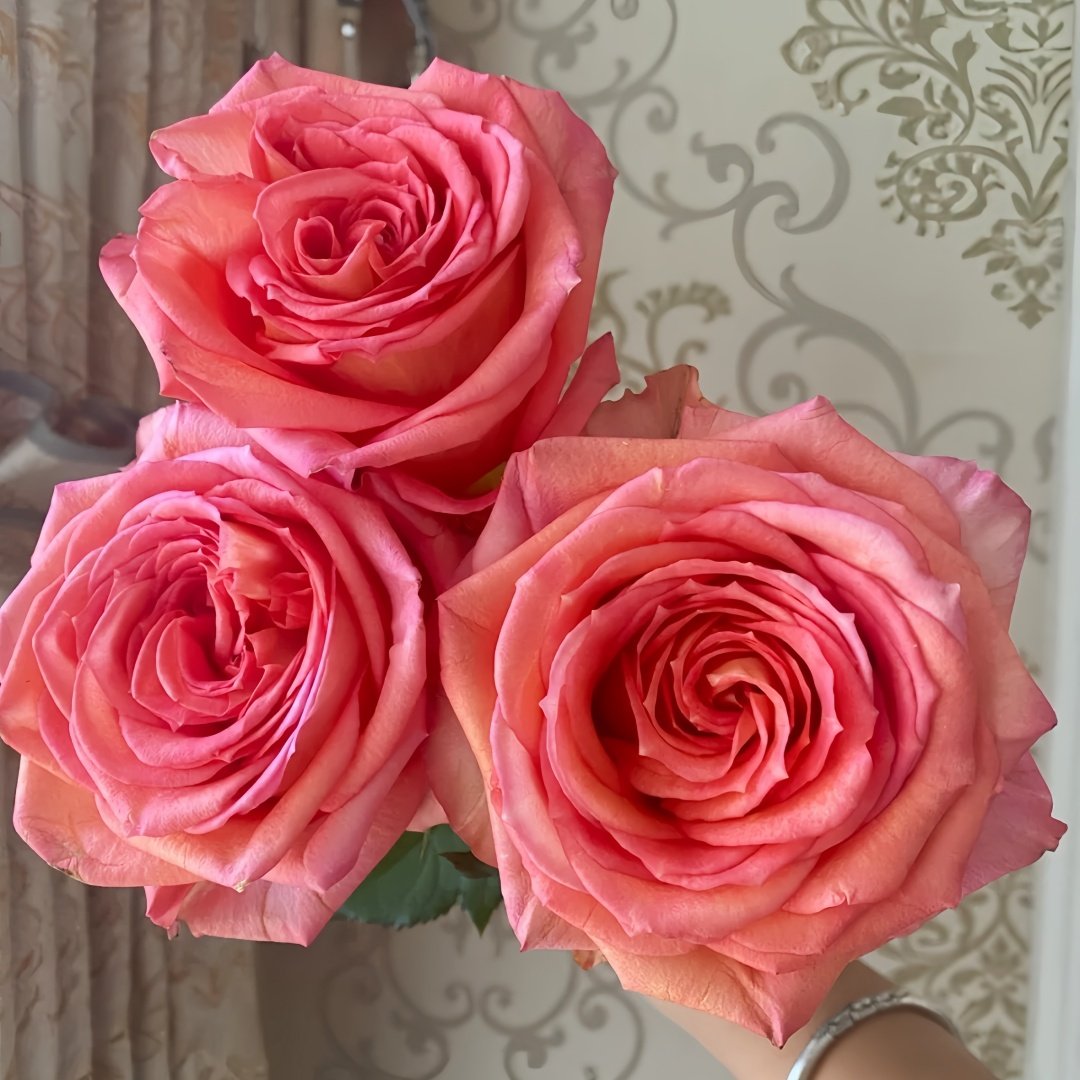 Grande Dame Rose Plant|贵妇人 image 2