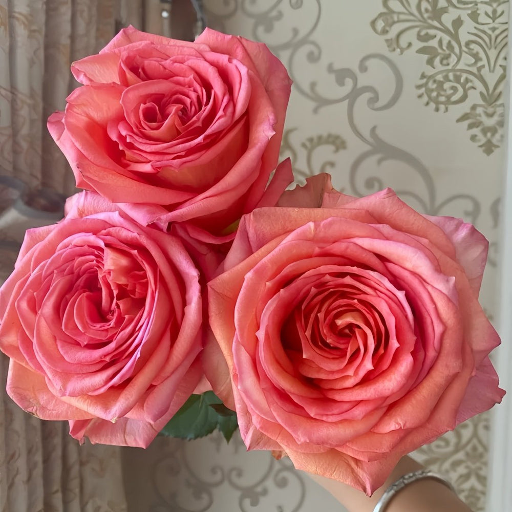 Grande Dame Rose Plant|贵妇人 image 2