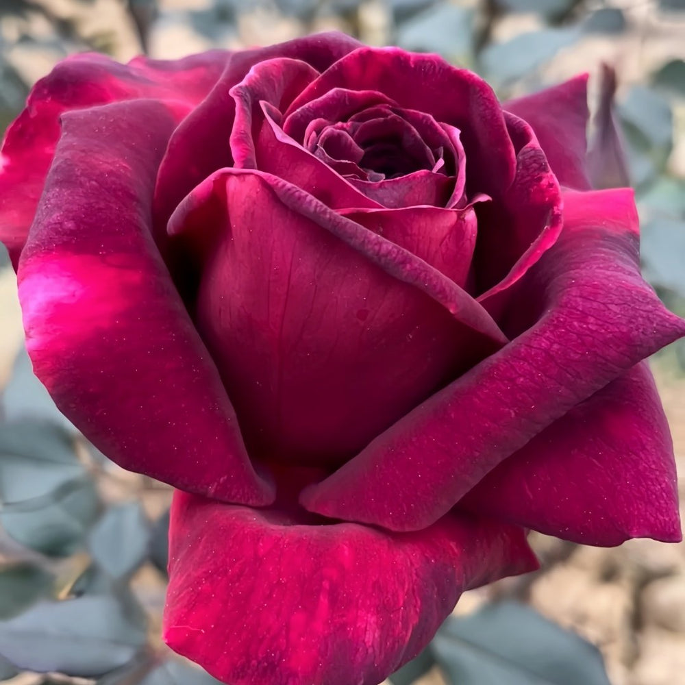 Black Perfumella Rose|暗香 image 4