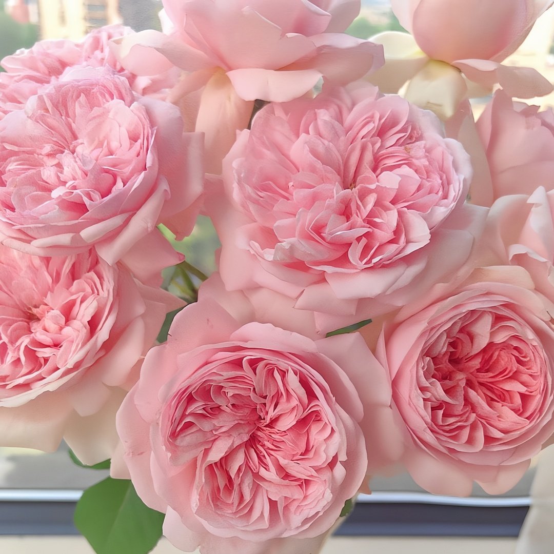 Mauritia Rose Plant｜远古大陆 image 5