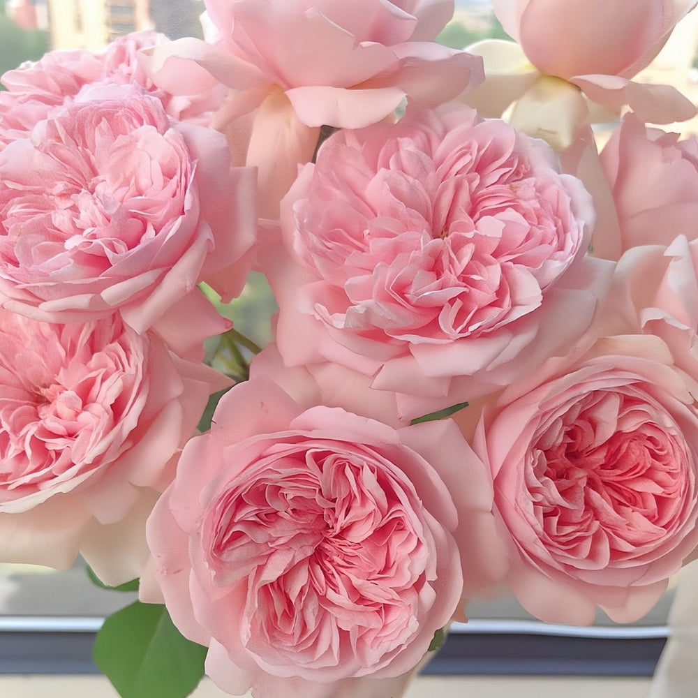 Mauritia Rose Plant｜远古大陆 image 5