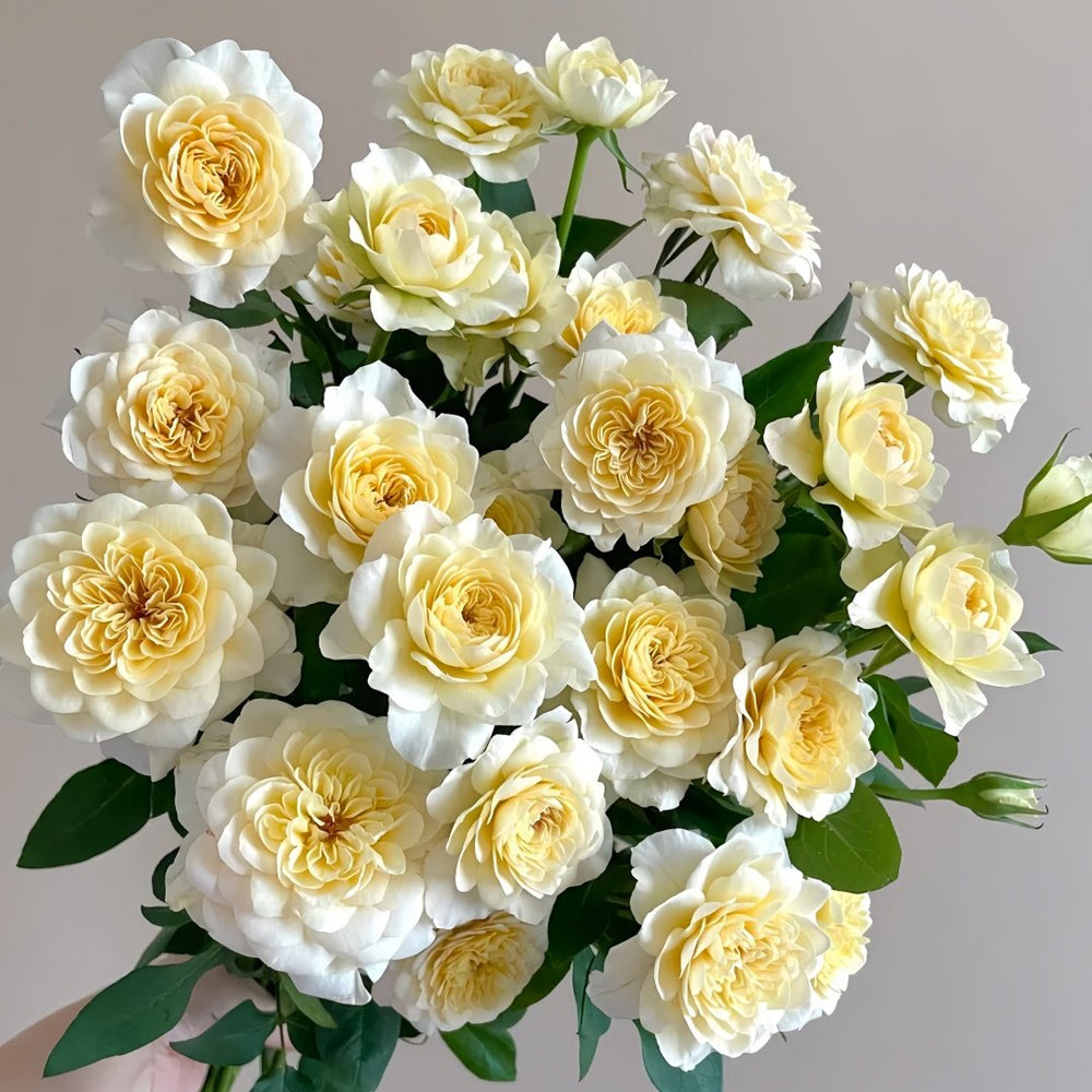 Yellow Mikoto Rose Plant|黄美琴 image 2