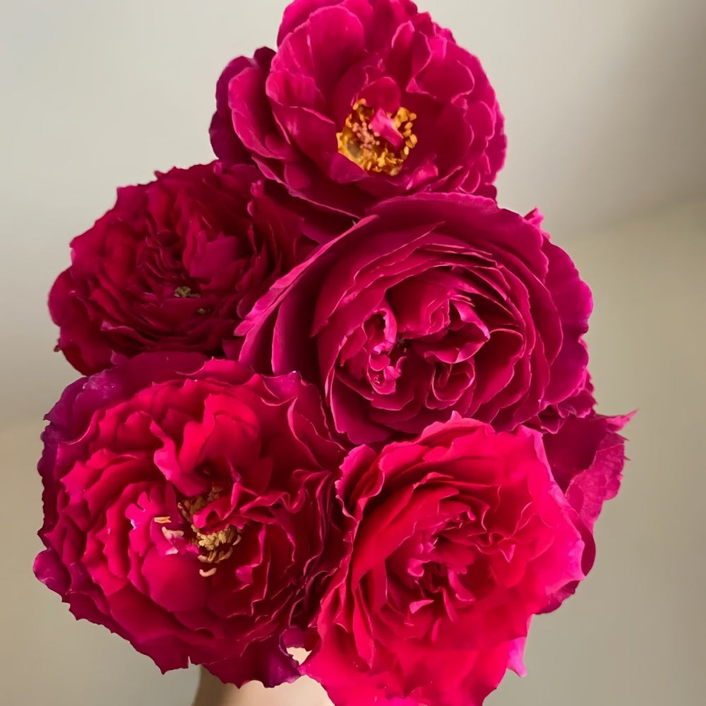 Yves Lorio Rose Plant｜伊芙红宝石伯爵 image 6