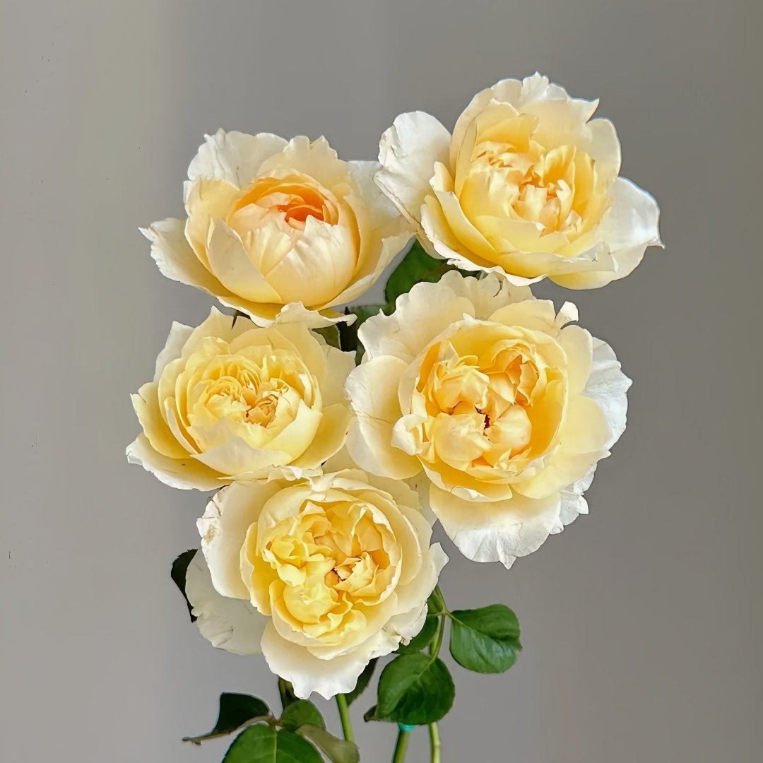 Shreuk Rose Plant|日出 image 8