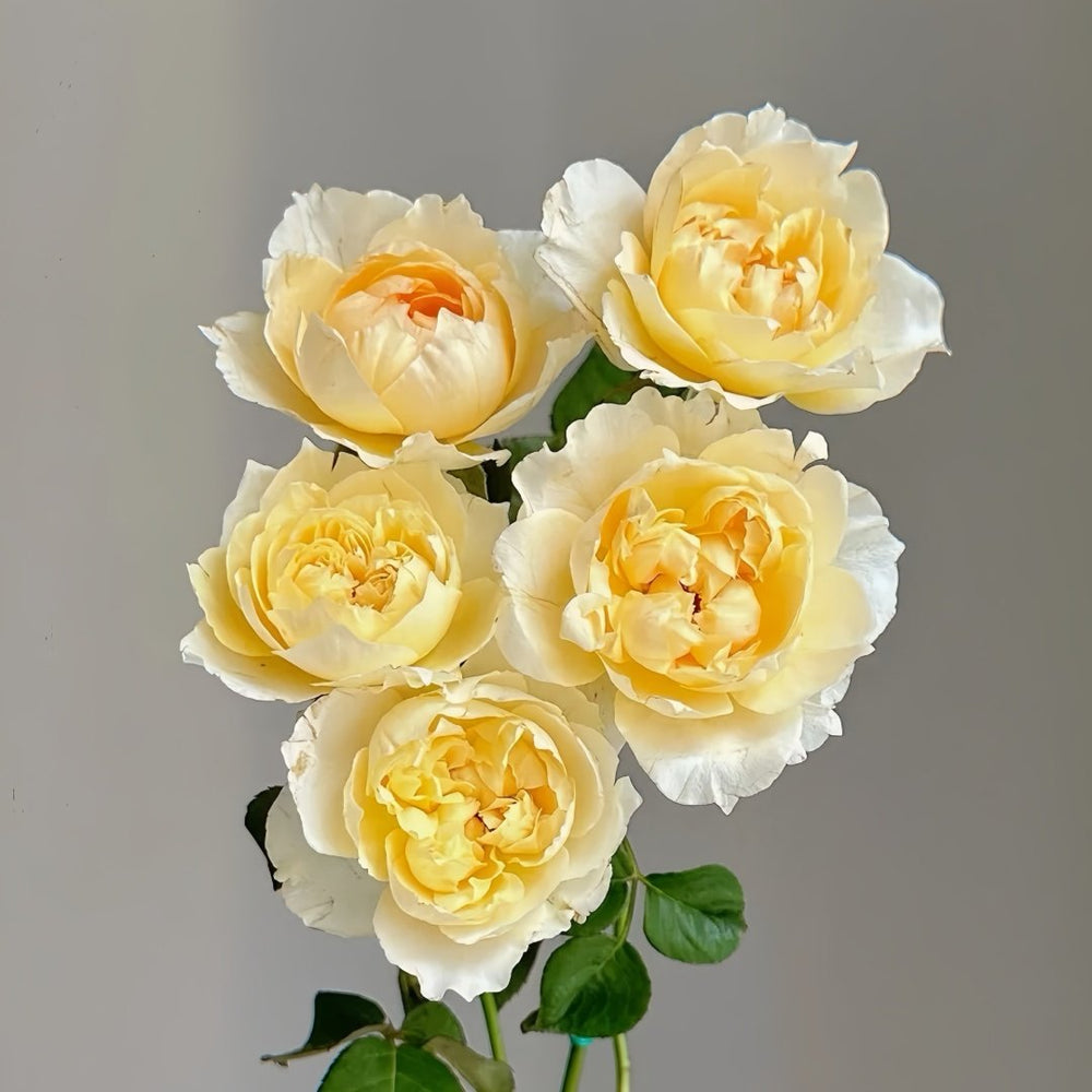 Shreuk Rose Plant|日出 image 8