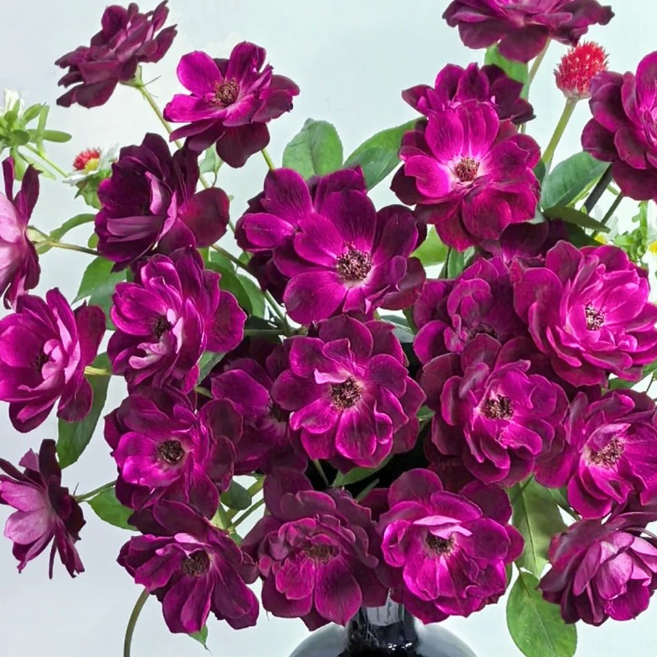Burgundy lceberg Rose Plant|葡萄冰山 image 8