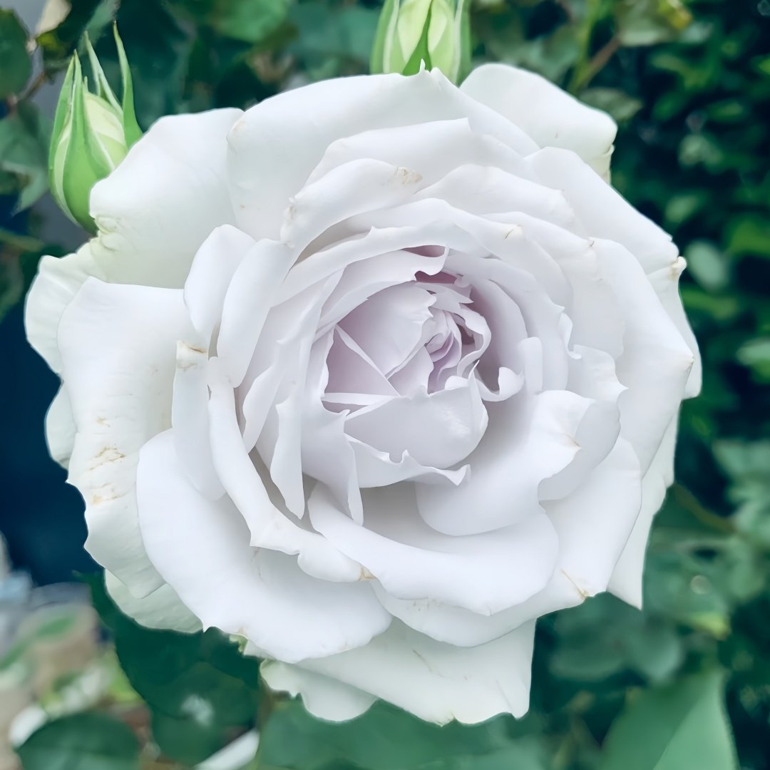 Porte Bleue Rose Plant|蓝色之门 image 2
