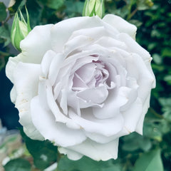 Porte Bleue Rose Plant|蓝色之门 image 2
