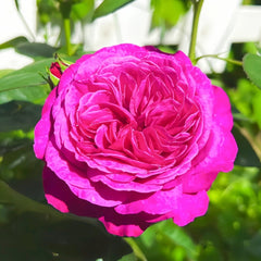 Heidi Klum Rose Plant｜海蒂克鲁姆 image 1